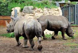 World Wildlife Day: il 5 e 6 marzo tante attività al Bioparco di Roma