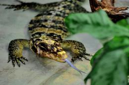Nuovo arrivo al Bioparco di Roma: ecco Ziggy, il varano delle Filippine