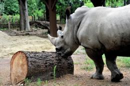 Al Bioparco domenica 25 settembre la Giornata dei rinoceronti
