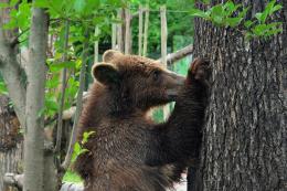 Un'Epifania con caccia al tesoro speciale al Bioparco