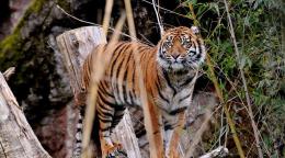 Domenica 19 febbraio al Bioparco attività a tema Carnevale