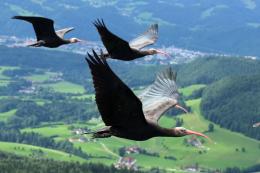 World Wildlife Day: l'unione fa la forza al Bioparco
