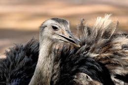 Pasqua al Bioparco: alla scoperta delle Uova da Record