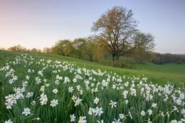 Alla ricerca della Primavera: photo walk al Vivaro