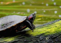 Domenica 7 maggio occhio all'alieno al Bioparco