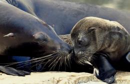 VIDEO! Al Bioparco è nata una otaria della California