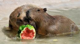 Caronte e gli animali: ecco le intuizioni del Bioparco
