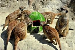 Ad agosto il centro estivo Bioparco è... "Aperto per ferie"
