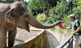 Ferragosto al Bioparco: tra anguria e passeggiate con l'esperto
