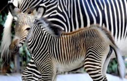 VIDEO! Fiocco rosa al Bioparco: è nata una zebra Grevy