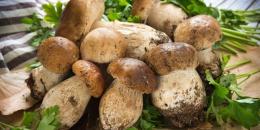 Sagra del Fungo Porcino: a tavola dal 22 al 30 settembre 