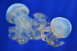Al Bioparco riapre l’area tematica "Pesci alieni"
