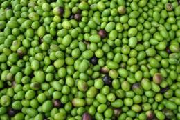 Sagra dell'olio e del vino novello: a Fonte Nuova è festa