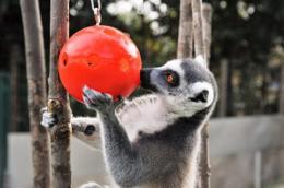 Fino al 6 gennaio tante iniziative al Bioparco