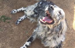 Smarrito setter inglese a Poli: una famiglia lo cerca