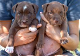 Due ragazzi denunciati per allevamento abusivo di pitbull
