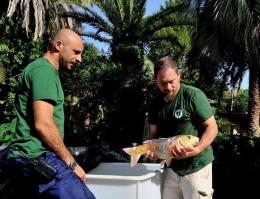 Vandalismo a Villa Celimontana: salvate 7 carpe, alcune rare