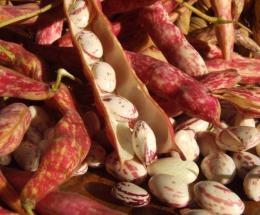 Sagra del fagiolo carne: dal 15 al 17 settembre 