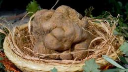 Il tartufo a Canterano raddoppia: due week end di festa