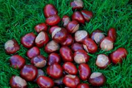 La Castagna del Cicolano: festa ad Ascrea l'1 Novembre