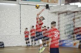 Marino Bulls - Zagarolo