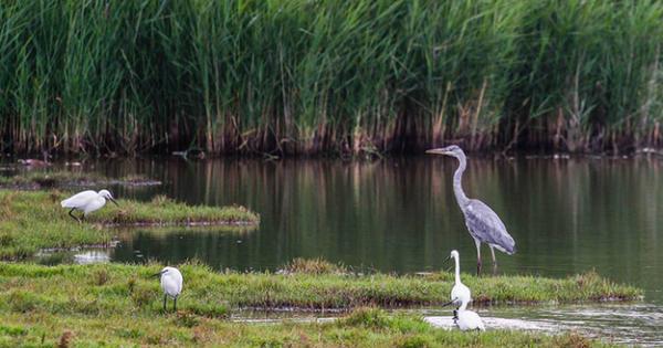 Ladispoli Nuovi Partner Per La Palude Di Torre Flavia Gazzetta Regionale