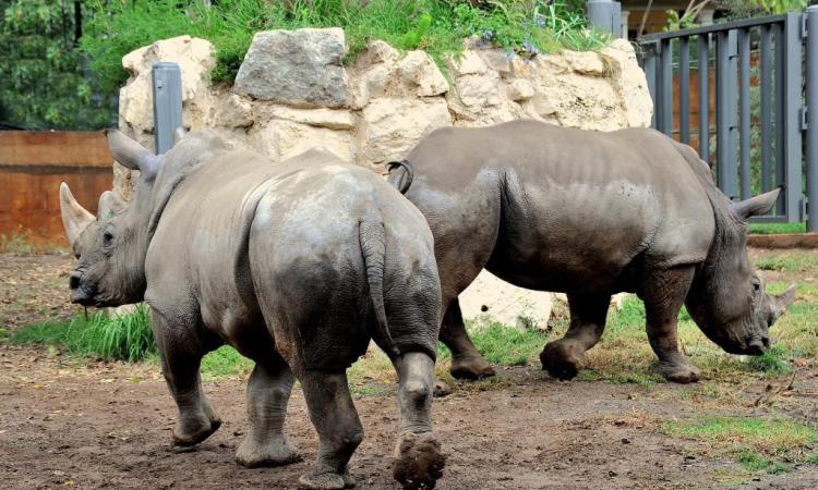 World Wildlife Day