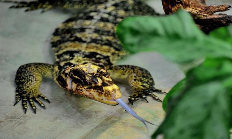 Nuovo arrivo al Bioparco di Roma: ecco Ziggy, il varano delle Filippine