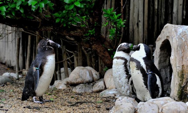 Pinguini del Capo 