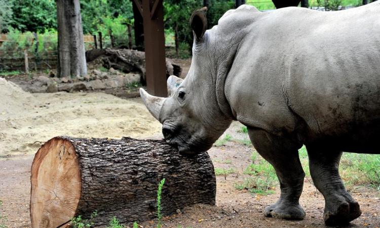 Al Bioparco domenica 25 settembre la Giornata dei rinoceronti