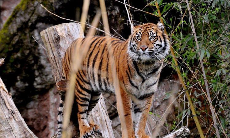 Domenica 19 febbraio al Bioparco attività a tema Carnevale