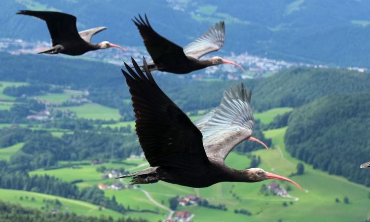 World Wildlife Day: l'unione fa la forza al Bioparco