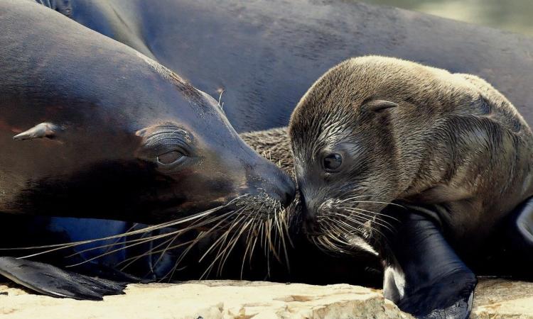 Al Bioparco è nata una otaria della California