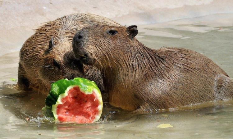 Caronte e gli animali: ecco le intuizioni del Bioparco