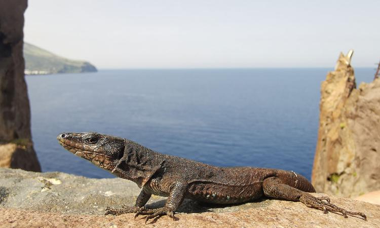 Life Eolizard: salviamo la lucertola delle Eolie