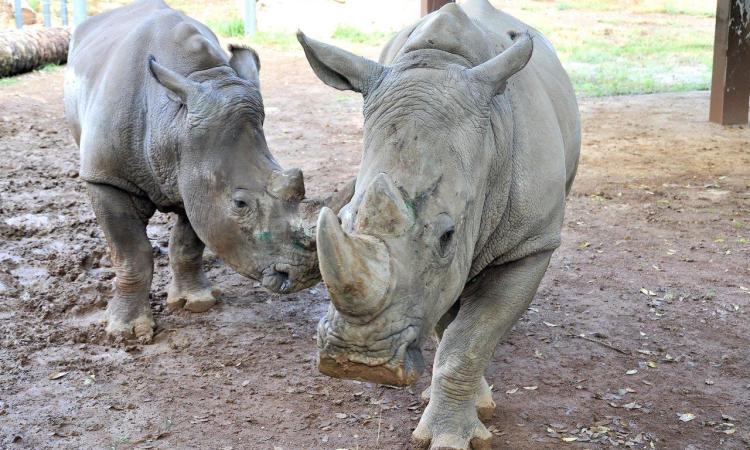 Domenica 24 settembre al Bioparco la giornata del rinoceronte