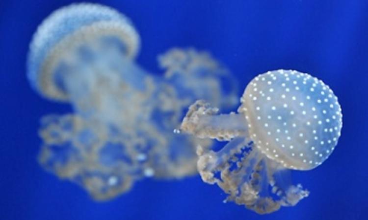 Al Bioparco riapre l’area tematica "Pesci alieni"
