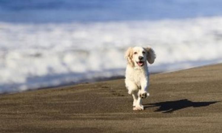 Gli animali conquistano la spiaggia di Ostia