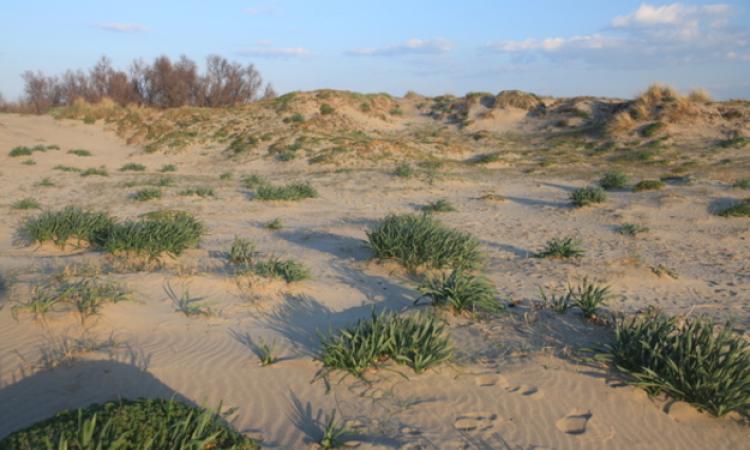 Le dune di Passoscuro