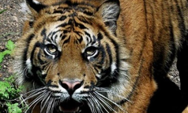 Inaugurata al Bioparco l'area delle tigri di Sumatra