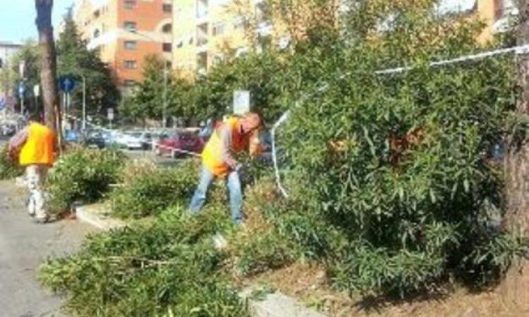 Il piano di manutenzione del verde nelle piazze di periferia