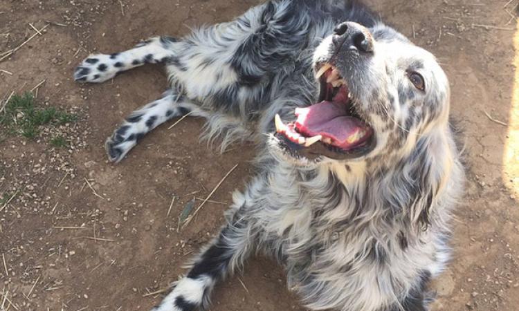 Smarrito setter inglese a Poli: una famiglia lo cerca