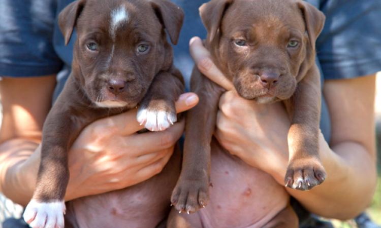 Due ragazzi denunciati per allevamento abusivo di pitbull