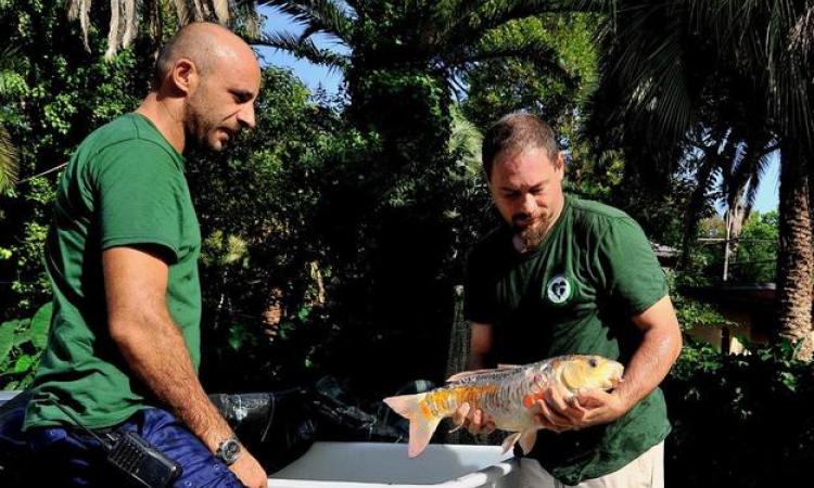 Un momento del salvataggio (© Archivio Bioparco – Massimiliano Di Giovanni)