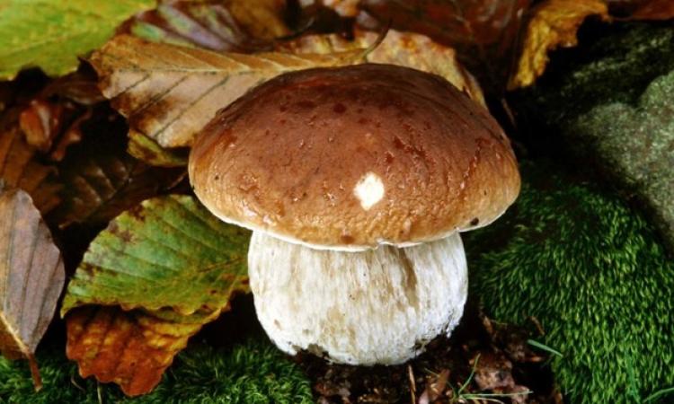 Funghi porcini in tutti i modi per due week end di fila