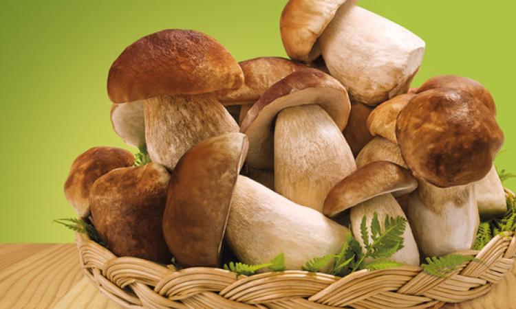 Funghi porcini