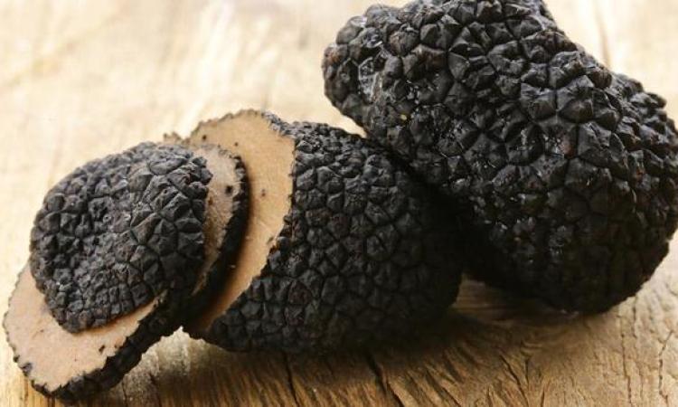 Tartufo nero