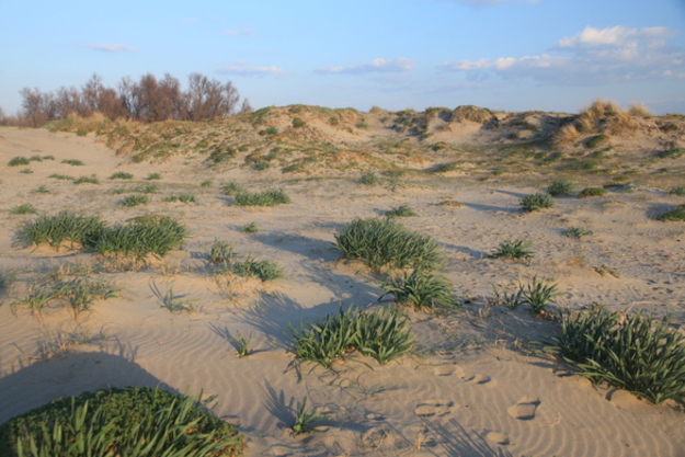 Le dune di Passoscuro