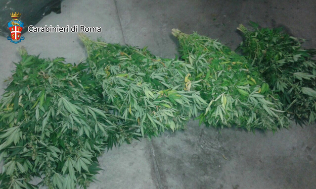 La cannabis sequestrata dai Carabinieri