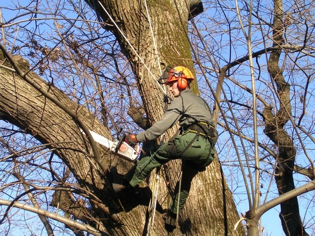 Tagliati gli alberi malati di Ladispoli